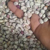 لوبیا چیتی سرحد