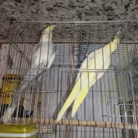 معاوضه با‌ ضبط صوت خانگی