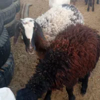 گوسفند|حیوانات مزرعه|هفدر, |دیوار