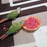 طوطی گرینچیک|پرنده|کازرون, |دیوار