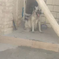 سگ گله