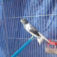 فروش یک عدد قناری نر درشت و بخون