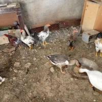 فروش اردک و غاز