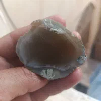 شجر سلیمانی