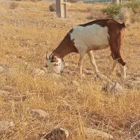 بزه
