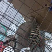 بلدرچین بالغ