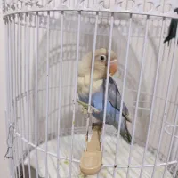 طوطی برزیلی