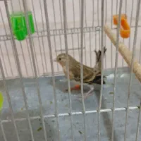 جوجه سهره قناری