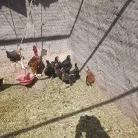 17عدد مرغ تخمی یک عدد خروس محلی