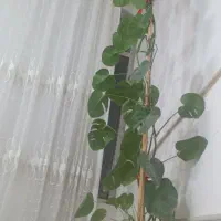 گل طبیعی|گل و گیاه طبیعی|قم, ولیعصر|دیوار