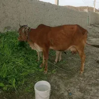 گاو ماده با گوساله ماده