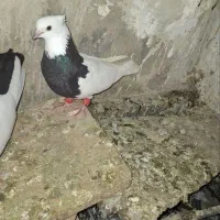 کفتر دوری کبوتر
