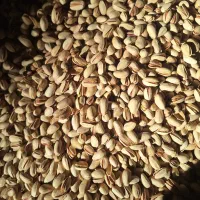 پسته اکبری درجه ۱ بدون دهن بست