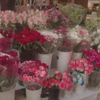 پخش و فروش انواع گلهای شاخه بریده ودسته گل وباکس|گل و گیاه طبیعی|رشت, گلسار|دیوار