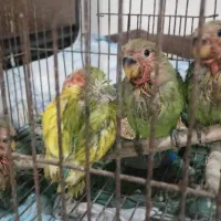 طوطی برزیلی سرلاکی نرم خور|پرنده|قائم‌شهر, |دیوار