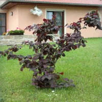 درختچه فندق فر  قرمز