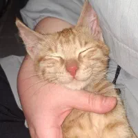 پسر تمام نارنجی بامزه