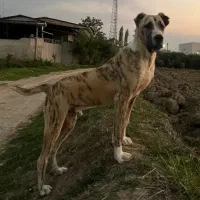 سگ توله الابای روسی 6 ماهه نگهبان ژرمن خراسانی