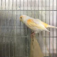 ماده قناری جفت خور سهره|پرنده|اصفهان, ملکشهر|دیوار