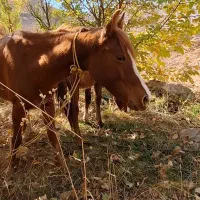 اسب