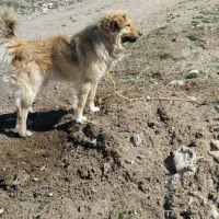 مخصوص گله و نگهبانی