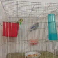 عروس هلندی و مرغ عشق|پرنده|مشهد, ایثار|دیوار