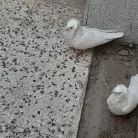 کفتر|پرنده|اصفهان, برزان|دیوار