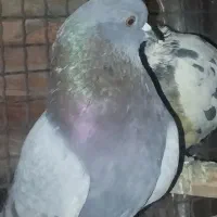 کفتر تهرانی|پرنده|تهران, شهرک رضویه|دیوار