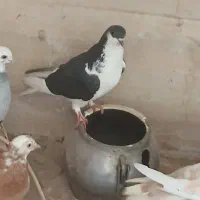 کبوتر ماده وکبوتر نر دم چطری واصفهانی وزردکله ماسی|پرنده|یزد, |دیوار