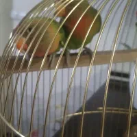 طوطی برزیلی  فیشر