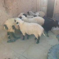 پنج راس بره سفید صادراتی و بزچاق|حیوانات مزرعه|درمیان, |دیوار