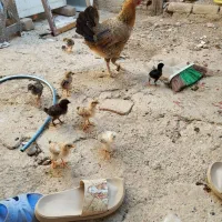 جوجه کوردی و لاری باهم  دانه ۲۵۰ بیست روزه سرحال