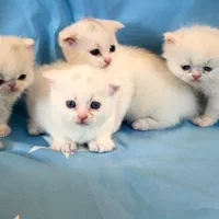بریتیش/لیلاک /سیلور/دنیای /بچه گربه|گربه|تهران, شهران جنوبی|دیوار