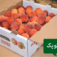 کارتن میوه و تره باری|عمده‌فروشی|رباط‌کریم, شهرک صنعتی نصیرآباد|دیوار