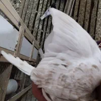 ماده کرم|پرنده|سوسنگرد, |دیوار