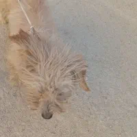 سگ پا کوتا|سگ|فارسان, |دیوار