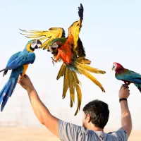 بزرگترین نمایشگاه دائمی پرندگان زینتی در ایران