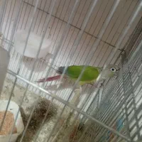 گرینچیک نر عروس هلندی نر مرغ عشق