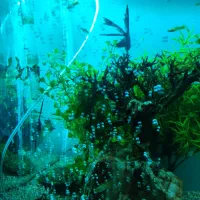 ماهی کوی آنجل زبرا