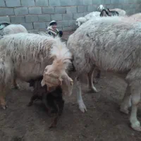 بز دورگ شیرا درجه یک