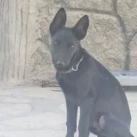 یک قلاده مالینویز بلاک سوپر|سگ|چاف و چمخاله, |دیوار