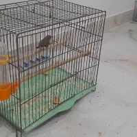 فنج نر با قفس ووسایل