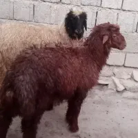 بره نر
