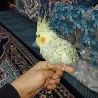 عروس هلندی|پرنده|رباطکریم, الارد|دیوار