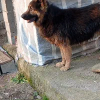 سگ ژرمن شپرد نر ۱۱ماهه|سگ|لوندویل, |دیوار