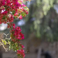 عکاسی