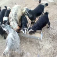 چاق پهلواری