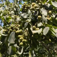 فروش باغ و خانه باغ در سعد آباد|فروش زمین و ملک کلنگی|خاو و میرآباد, |دیوار