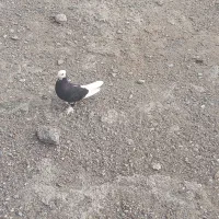 شازده‌بحرینی‌فروشی