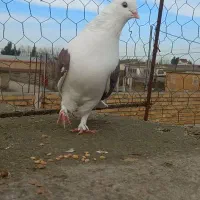 کبوتر رنگی|پرنده|تاتار علیا, |دیوار